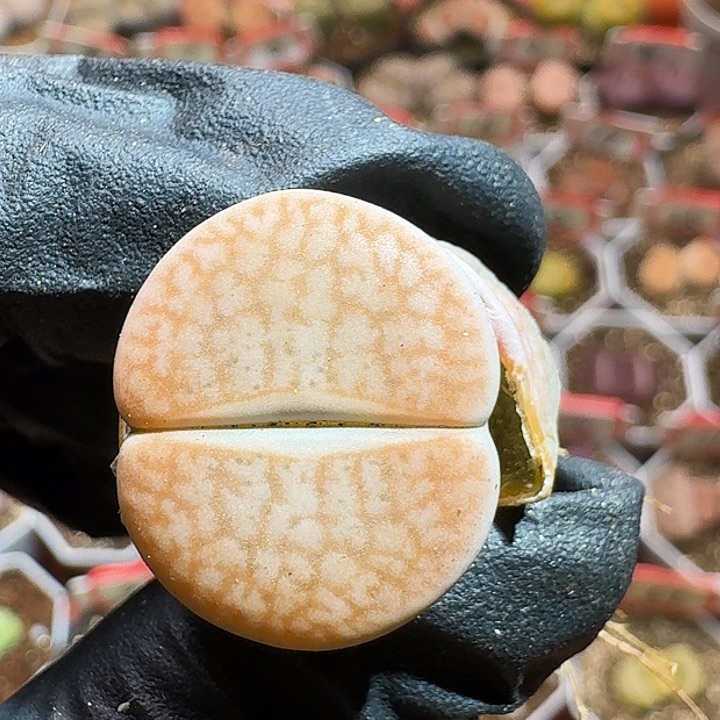 生石花23:：：。 50