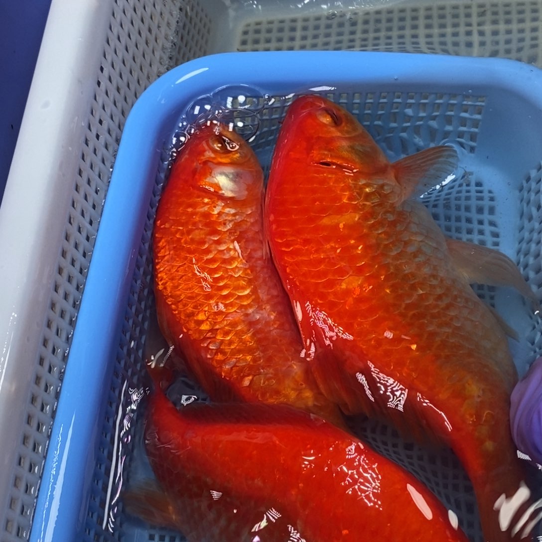 锦鲤冷水锦鲤包邮