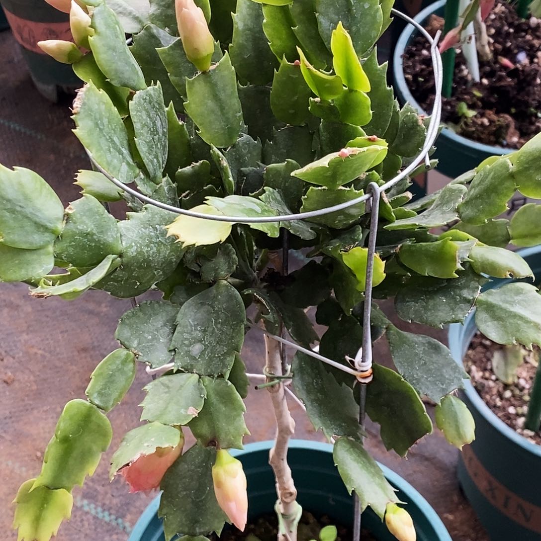 花***香完全开放叶仙嫁接一物一拍