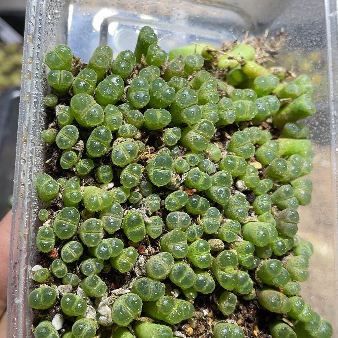 狼***婆当天凑满十八元包邮451