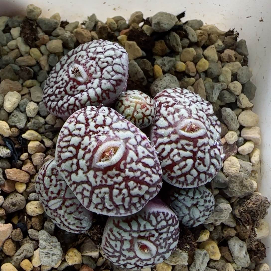 2-20-8-3当天满58包邮精品墨脱土