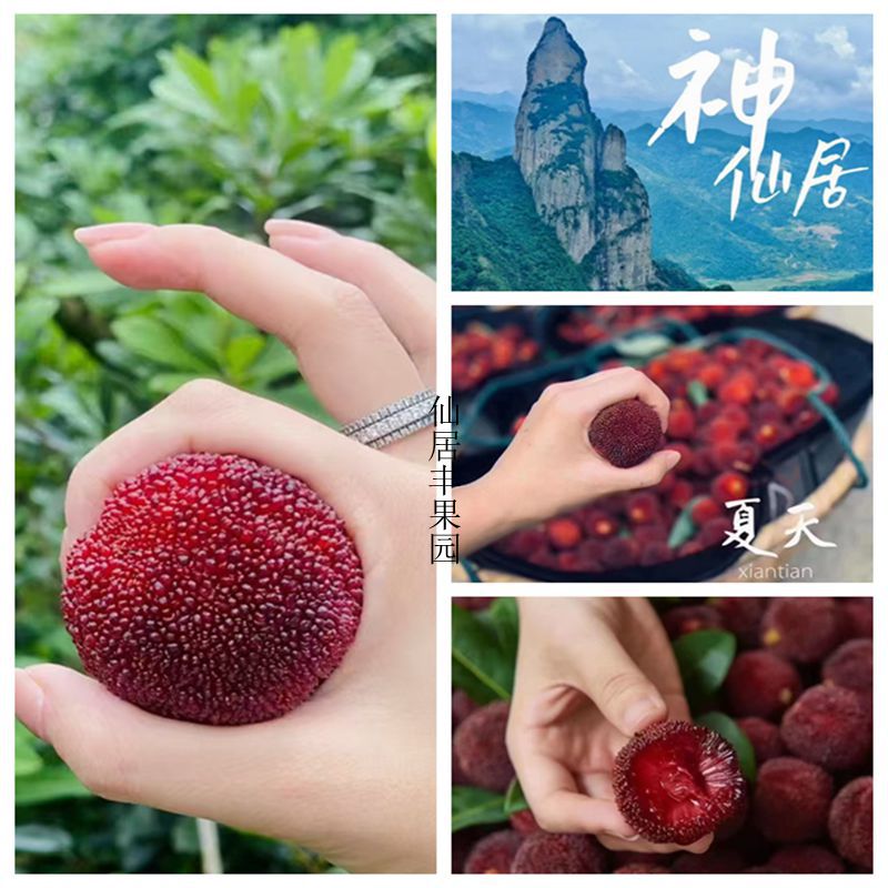 正宗仙居东魁黑炭白杨梅台梅水晶乌酥黑高峰早佳杨梅苗果树苗裸根