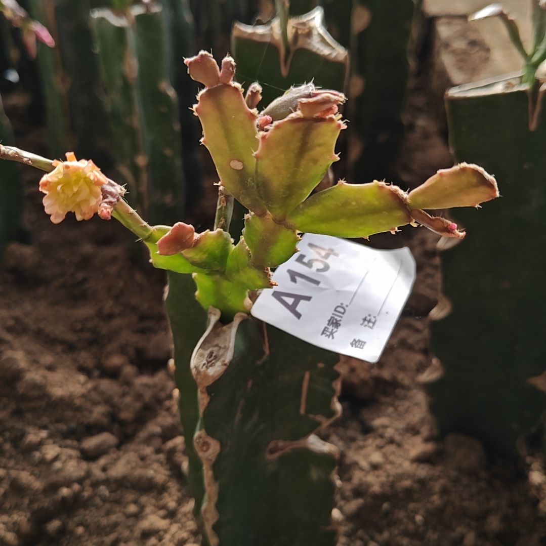 050红重零下五度以上包邮154