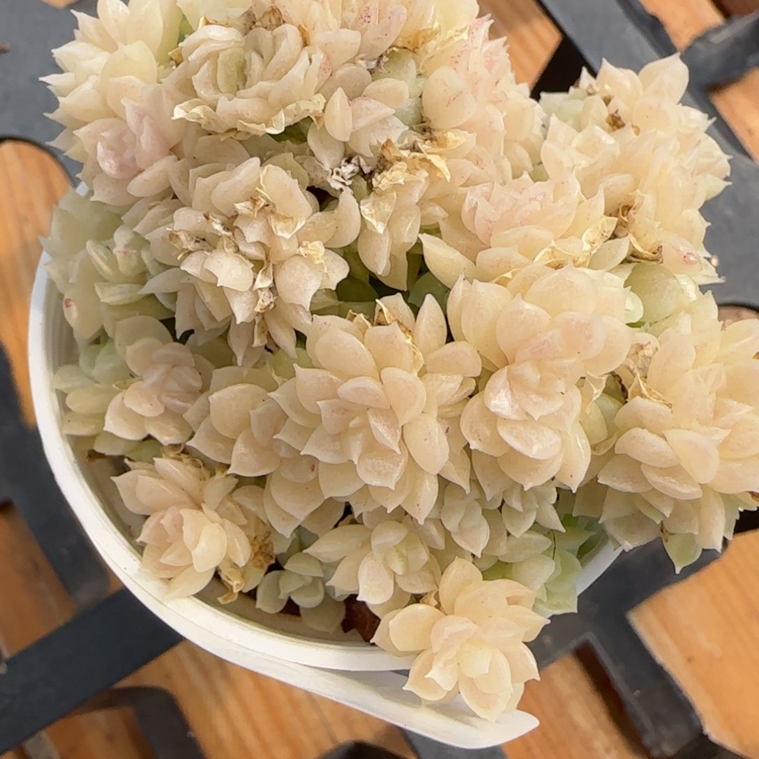 花语逸境0222-252散