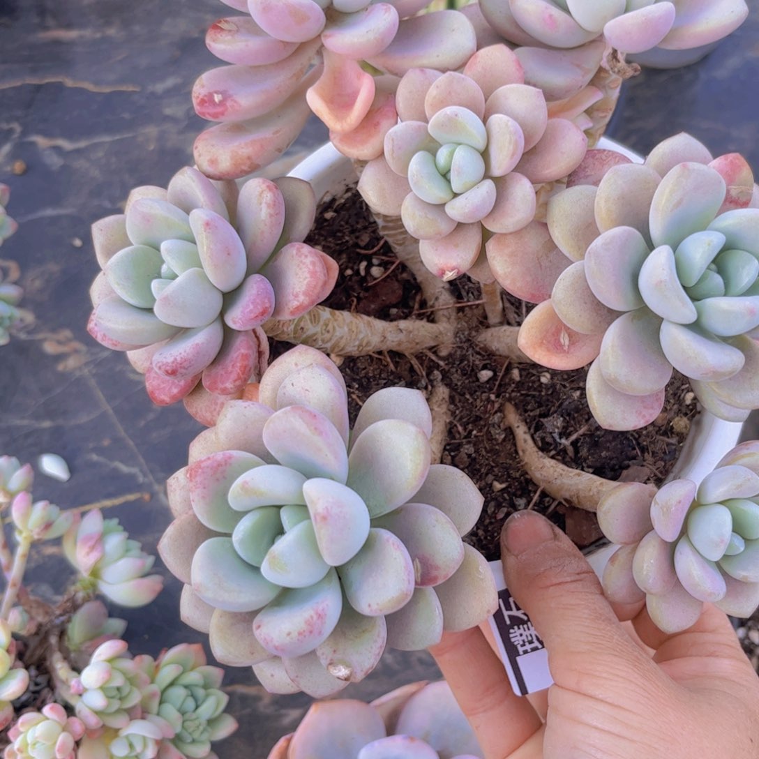 花斑鹿28163多肉植物