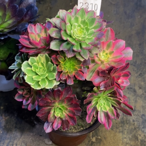 嫁接的彩树多肉2310