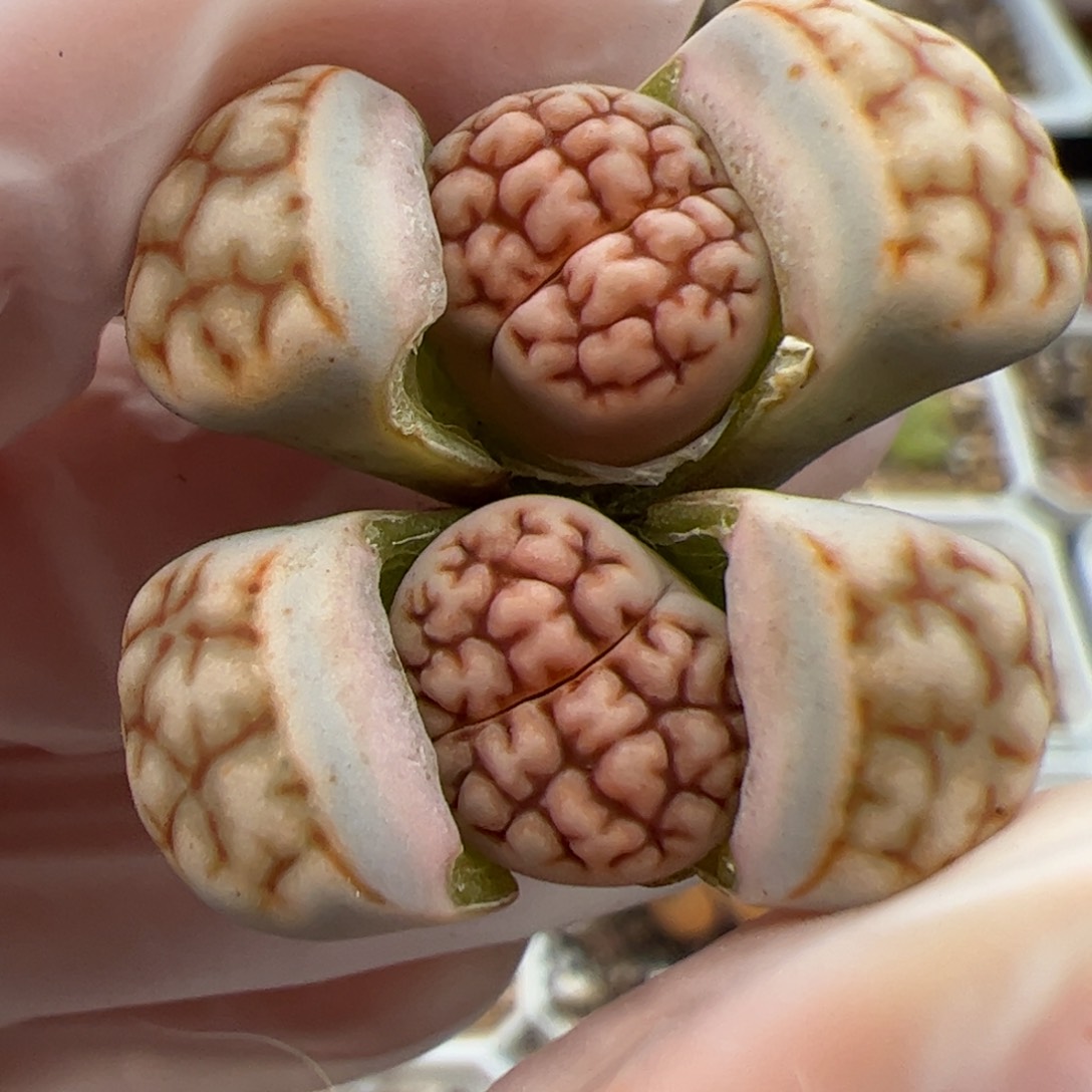 0707号 红脑花多肉植物