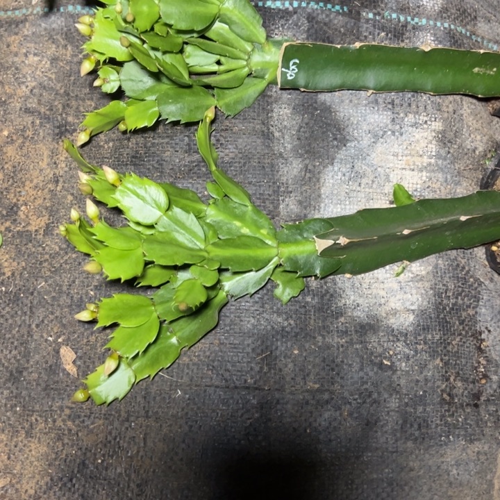 060嫁接多叶片小苗一颗25