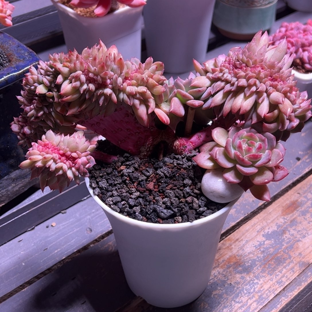 用***儿玉蝴蝶缀化精品多肉