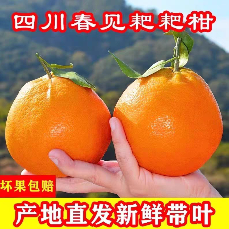 FL正宗四川春见耙耙柑柑当季新鲜水果孕妇批发丑甜橘子