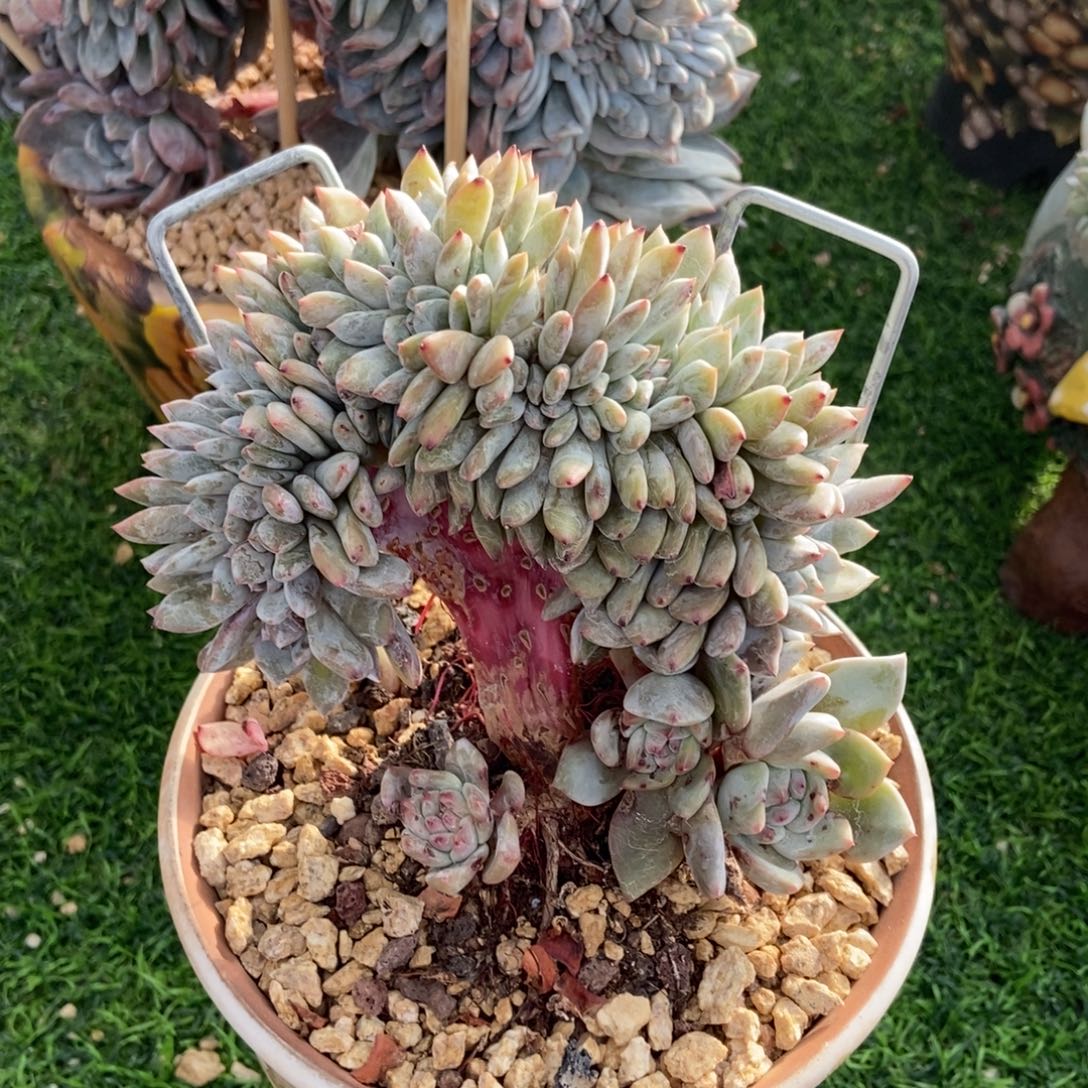 安***静星影缀化多肉植物