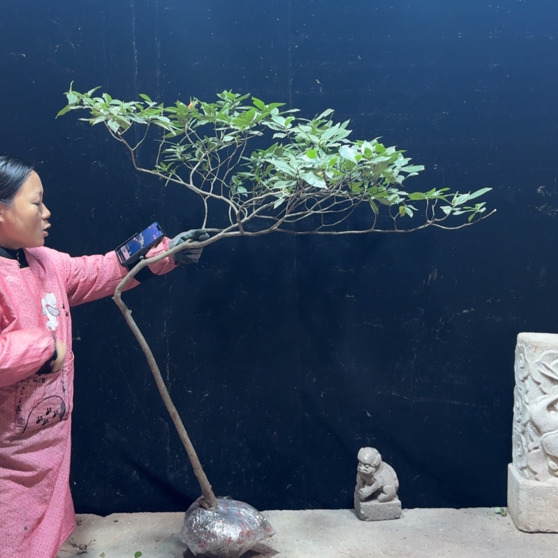 无***极完全开放栀子花生桩造型树一物一拍