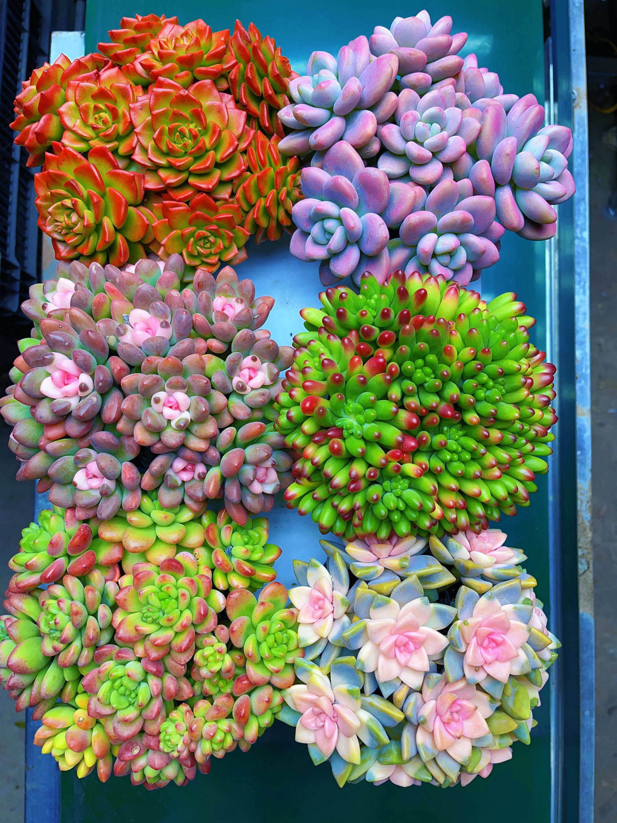 自家基地精品多肉 好看好养（六盆多肉组合）