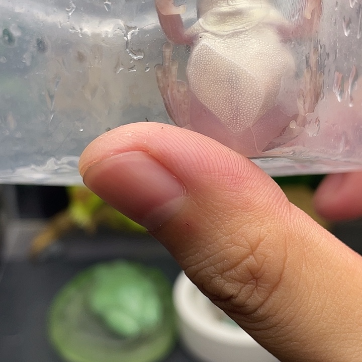 。***鹿老爷树蛙5号加热包