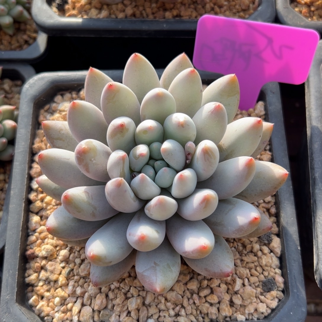 所罗门111111111111