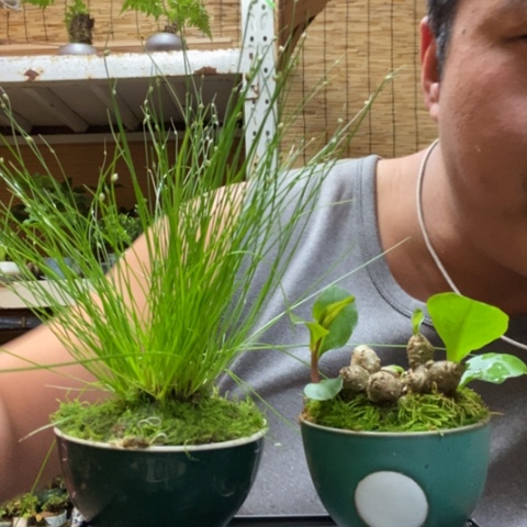 红陶一物一拍所见即所得327