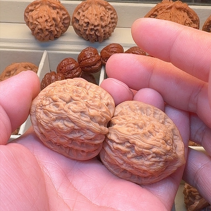 全品纯野生不知名品种精品精配尺寸37