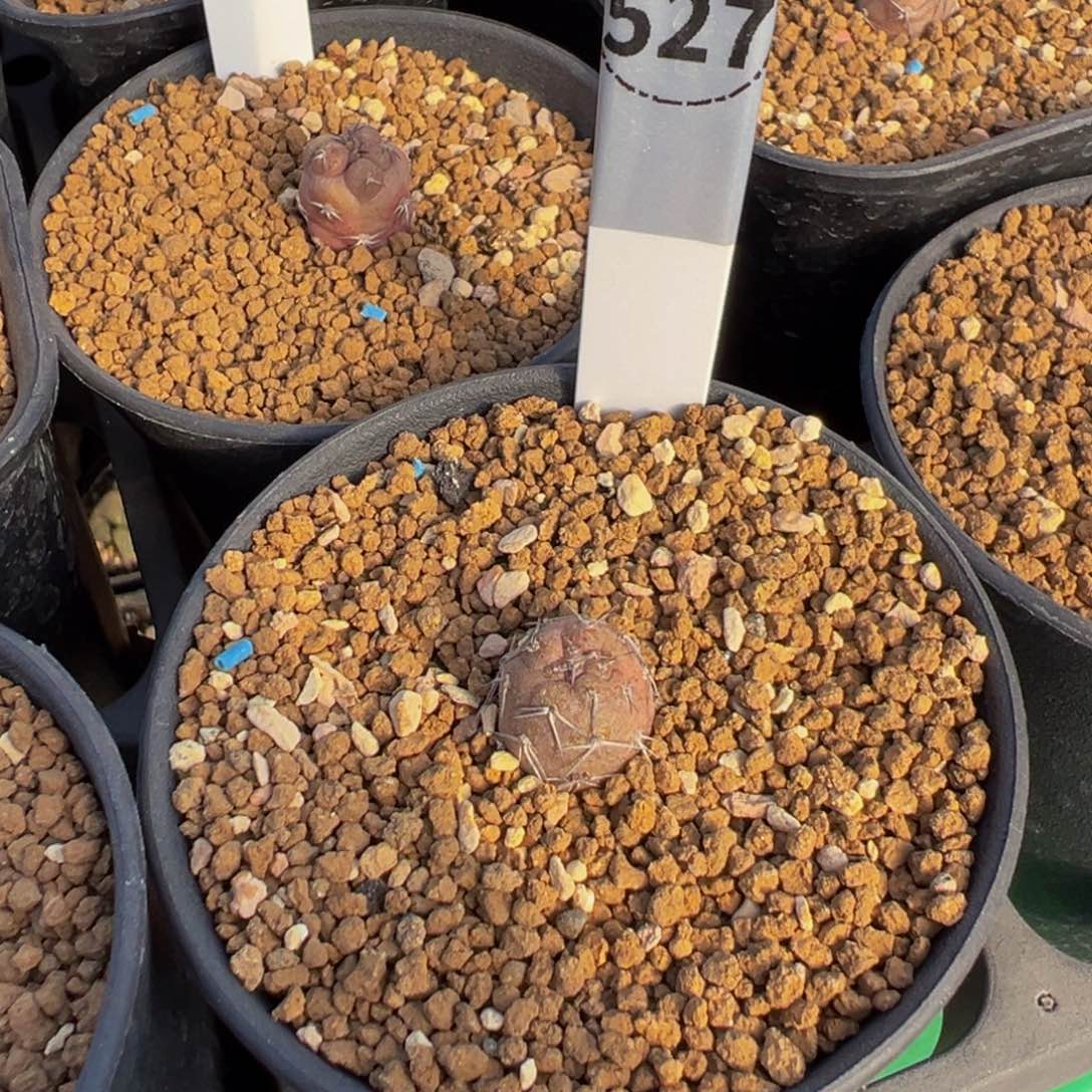 咪***崽195+527两颗习志野多肉植物带盆土