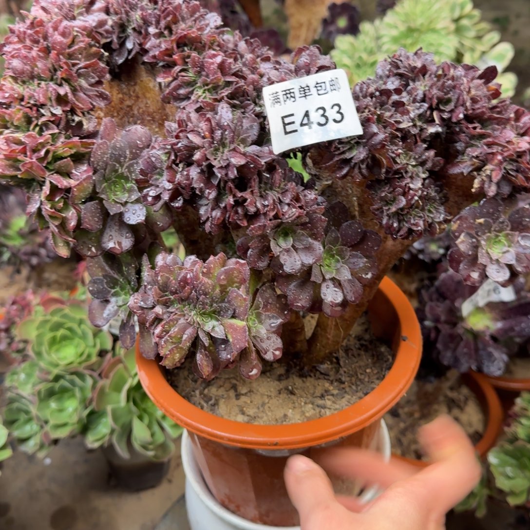 433荷兰缀化法师多肉