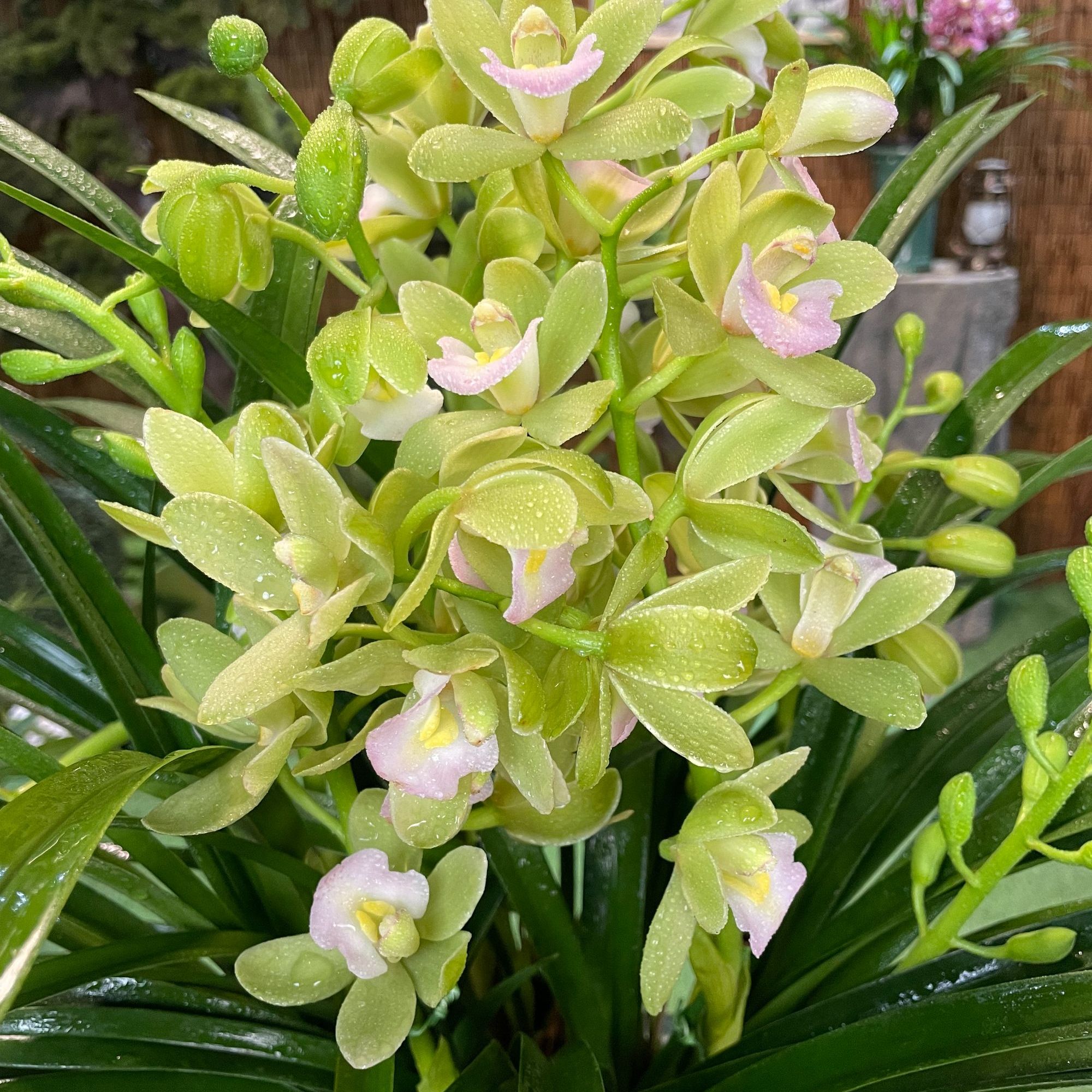 香兰2-4支花带花剑带花苞室内外花卉绿植浓香型花期长好养