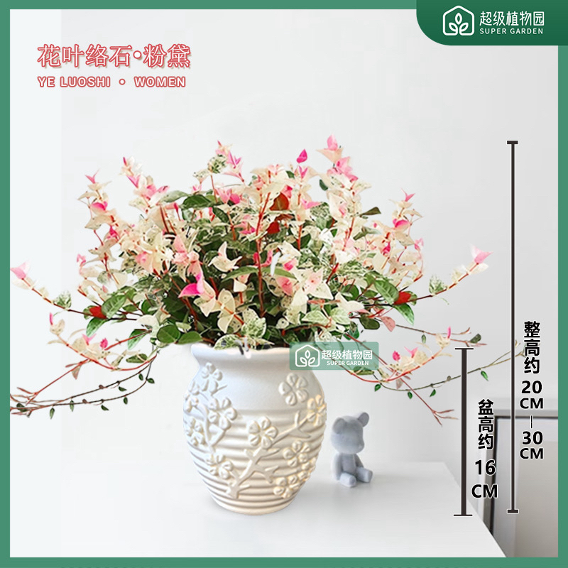 花叶络石五彩藤蔓彩虹花粉色瀑布室内观叶客厅好养绿植20-30