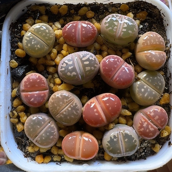 生石花1111112。  176