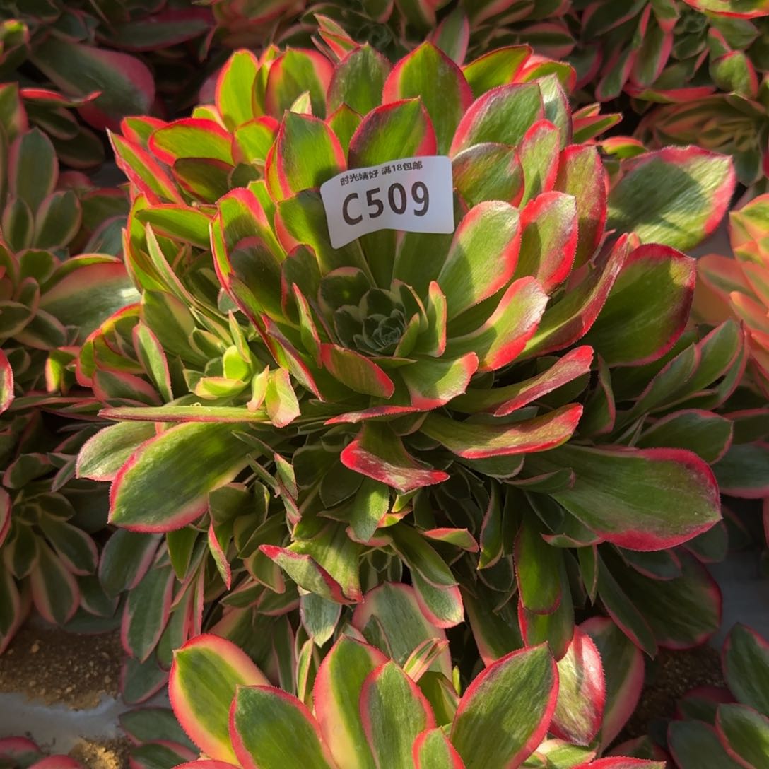 509妖月多肉植物
