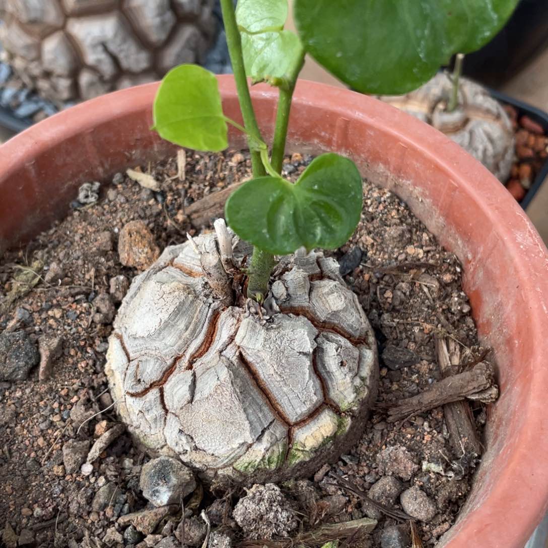 一物一拍定盆定养龟甲龙