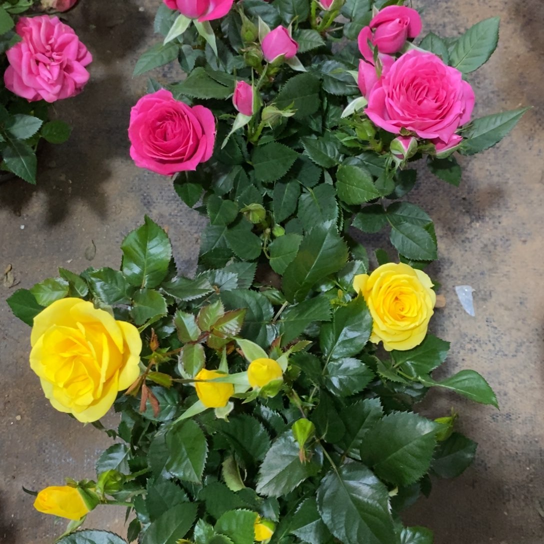 完全开放1000000000