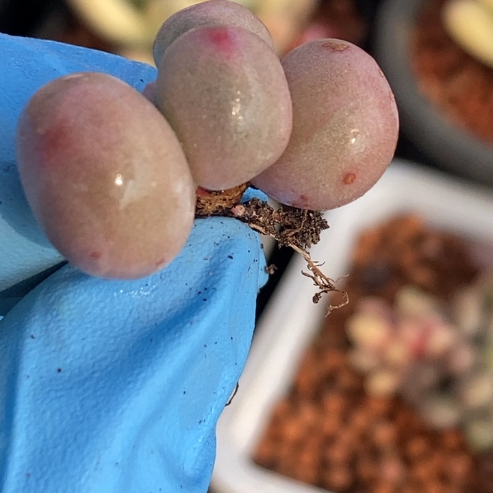 柠*.米可奶酪锦多肉植物