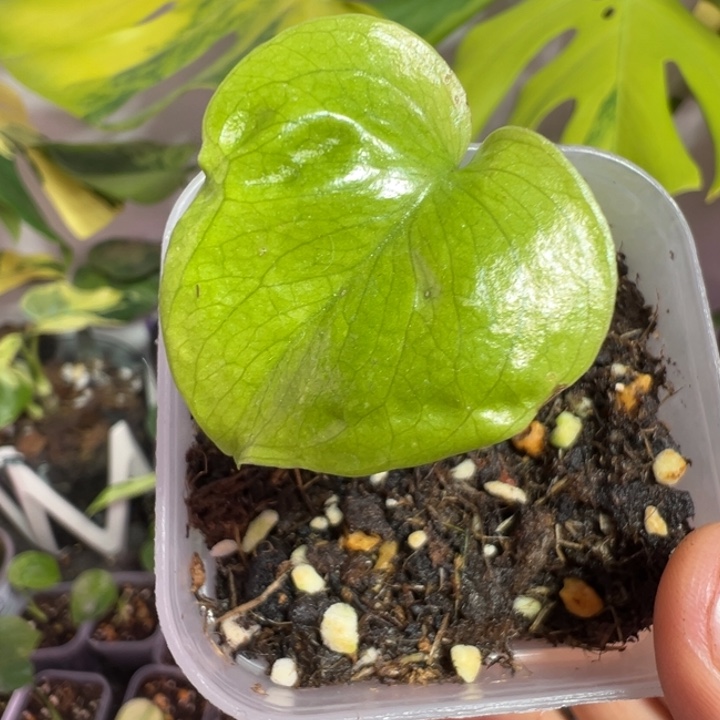 请****完全开放龟背竹种苗