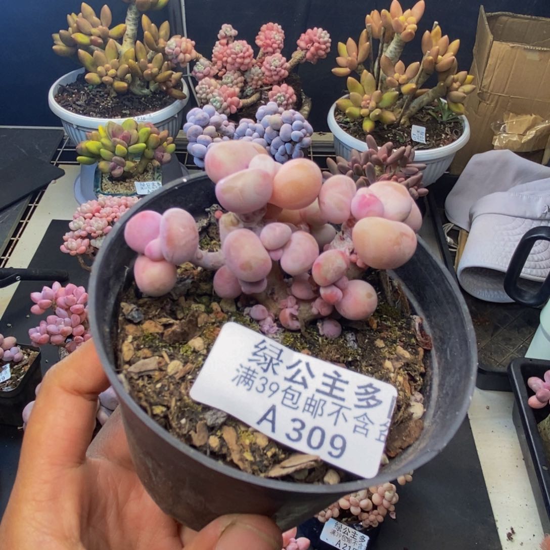 309腰子桃蛋多肉有砍