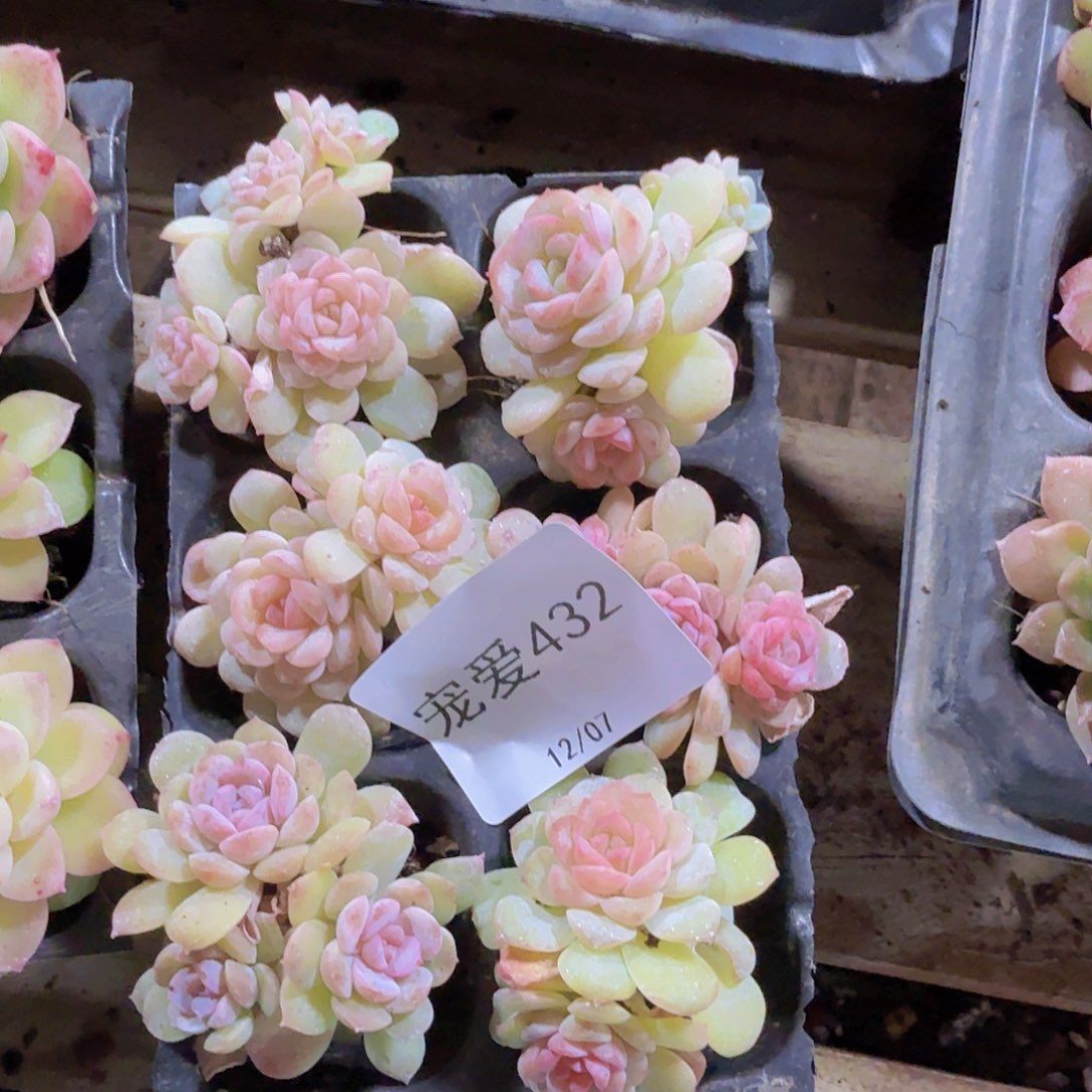 直播福利一物一拍432