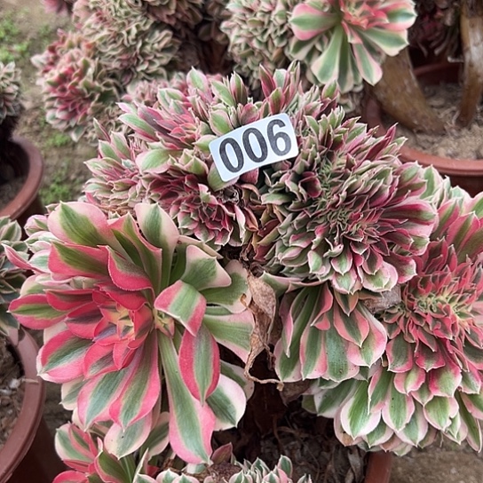 婉****多肉植物一个女郎009