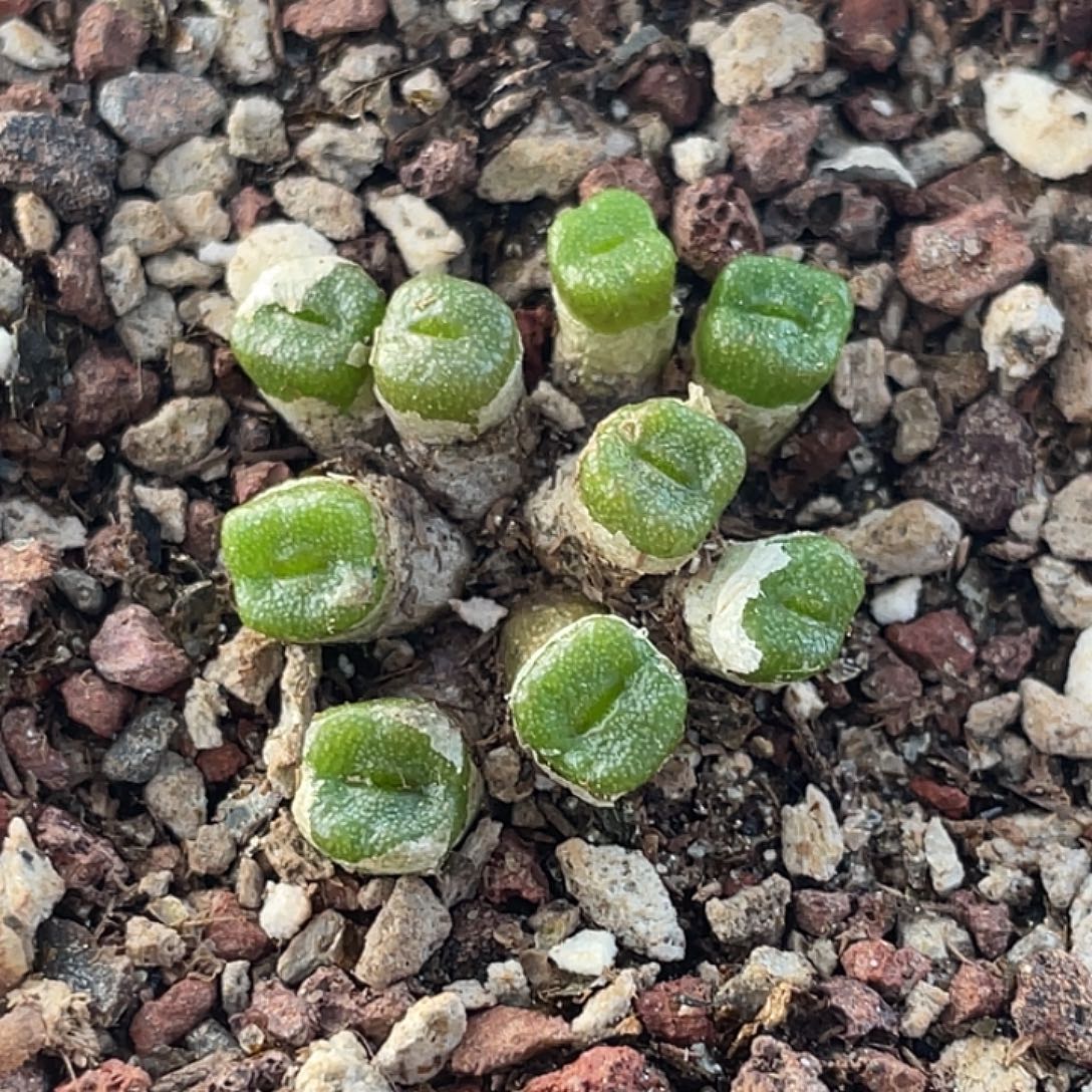 13-117方糖多肉植物