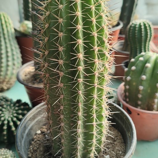 仙人球毛花柱法一带根