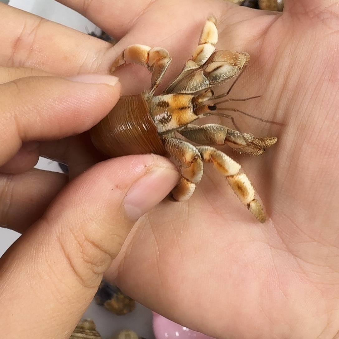 约1.9口 售出不退不换