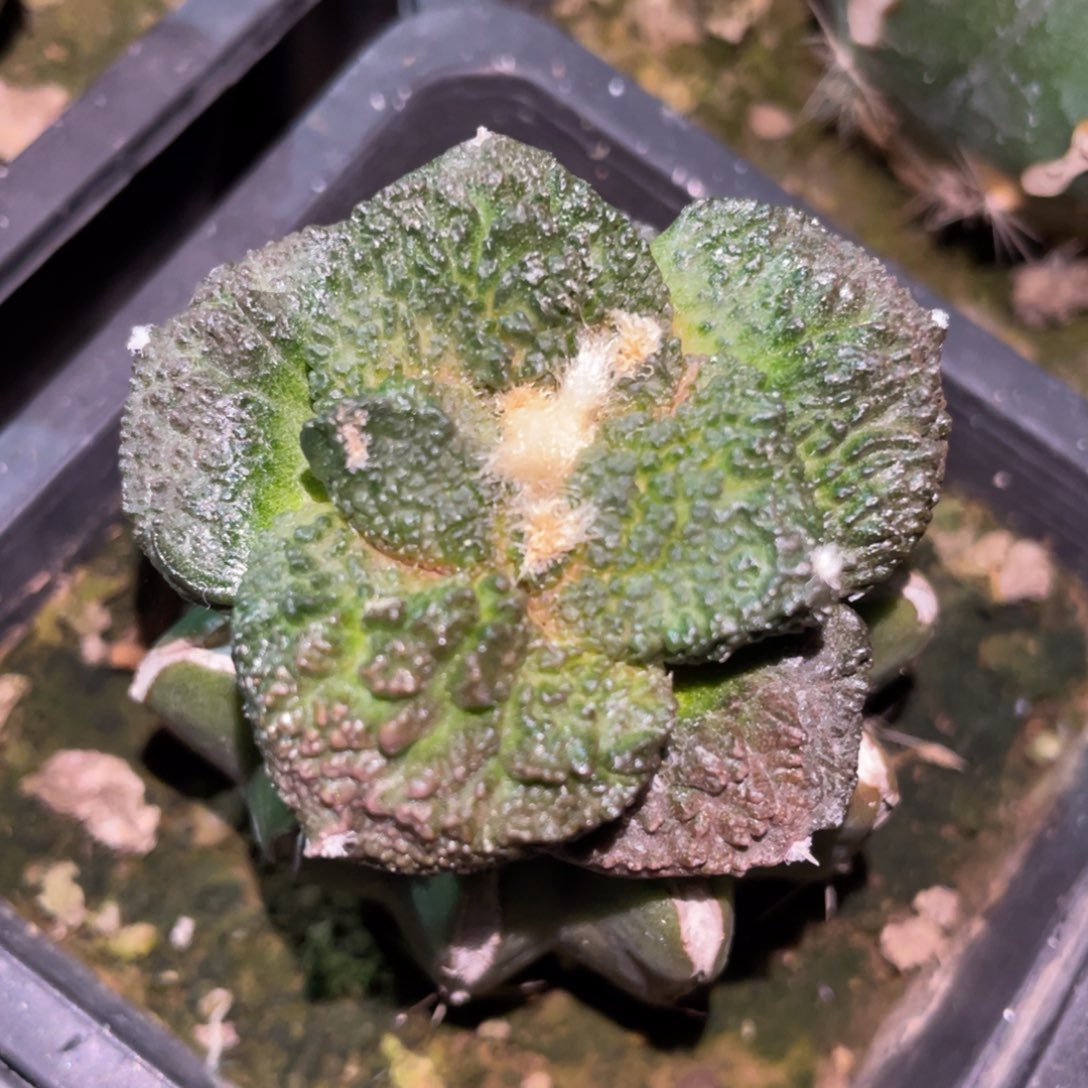 丸犹紫姬菜花牡丹 仙人球