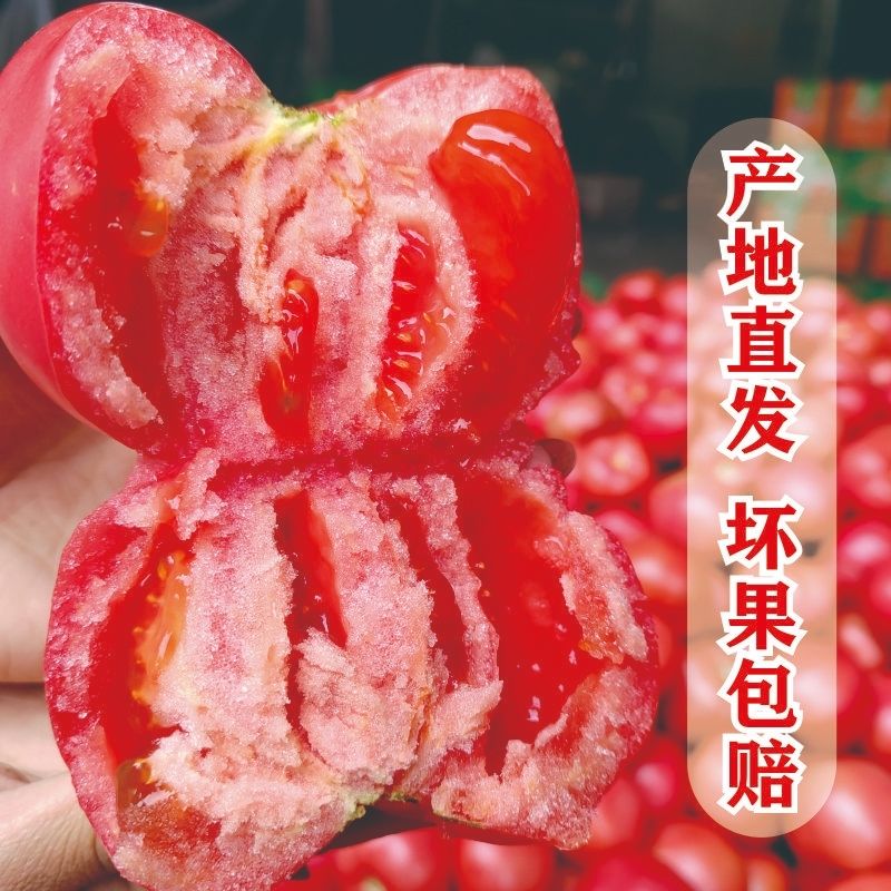 攀枝花沙瓤西红柿新鲜生吃蔬菜水果番茄