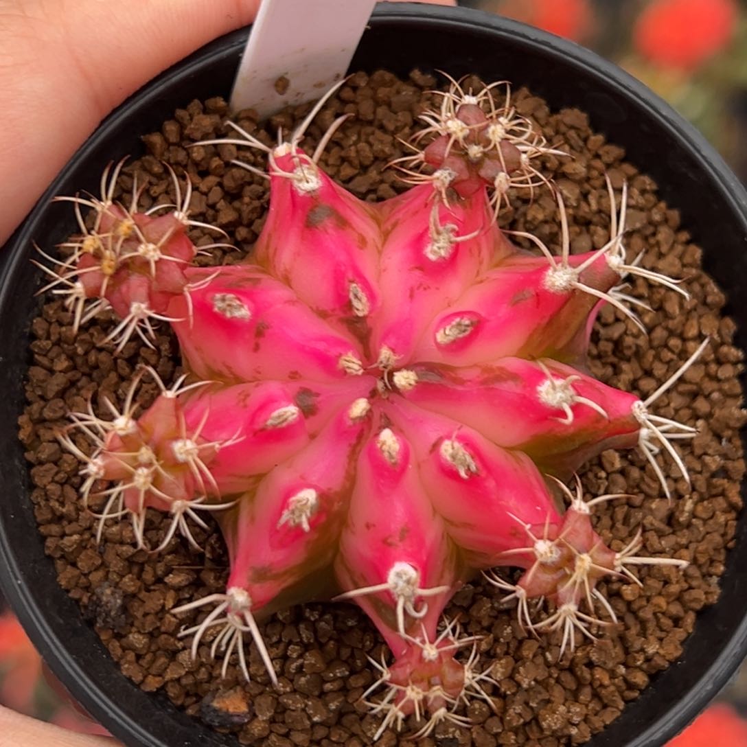 泰系侧芽白锦米哈锦A338