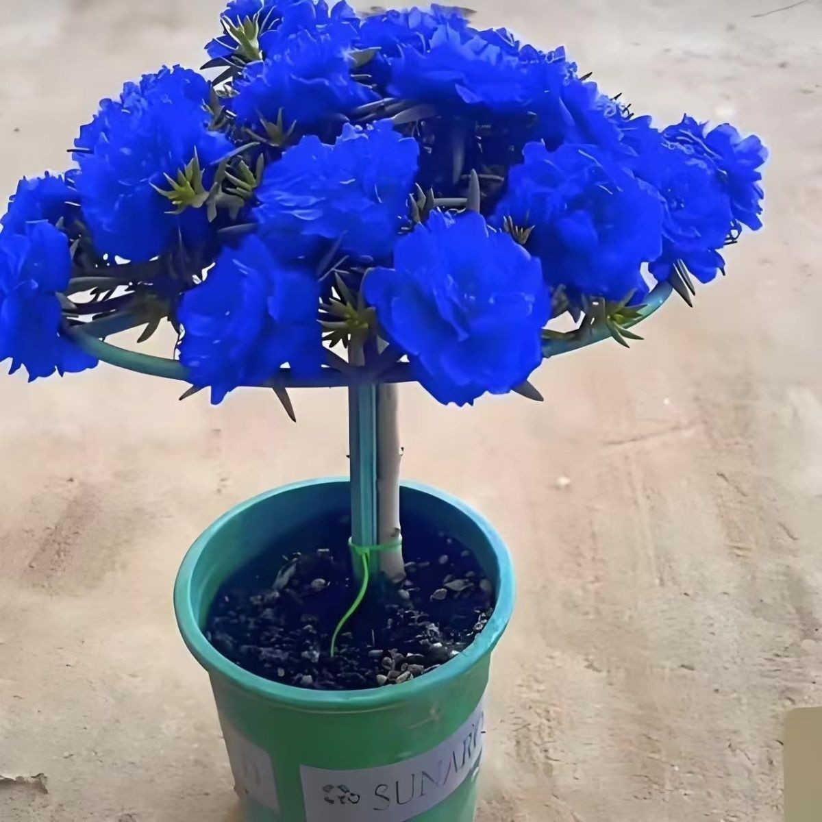 新品种蓝色太阳花老桩重瓣老桩苗庭院阳台盆栽地栽户外重瓣苗