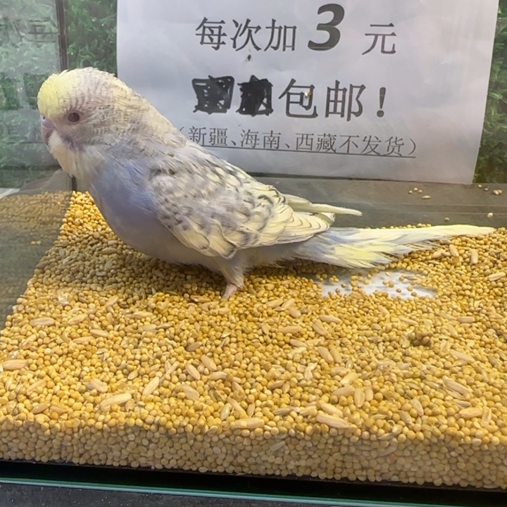 虎皮鹦鹉大头虎皮鹦鹉