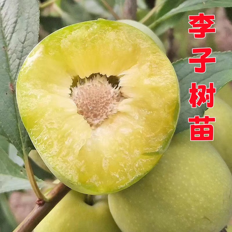 嫁接西梅蜂糖李子树苗 南北方种植 盆栽地栽果树苗