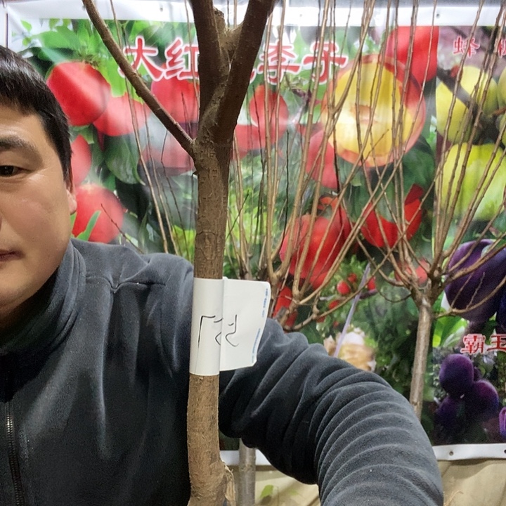李子树一棵树苗29.8
