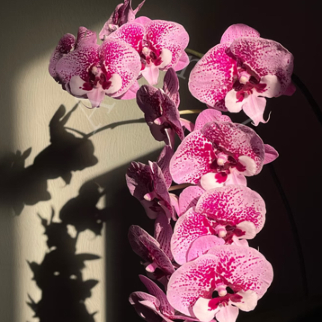 蝴蝶兰超群1990乌龙茶2.5苗仅是苗不带剑微瑕