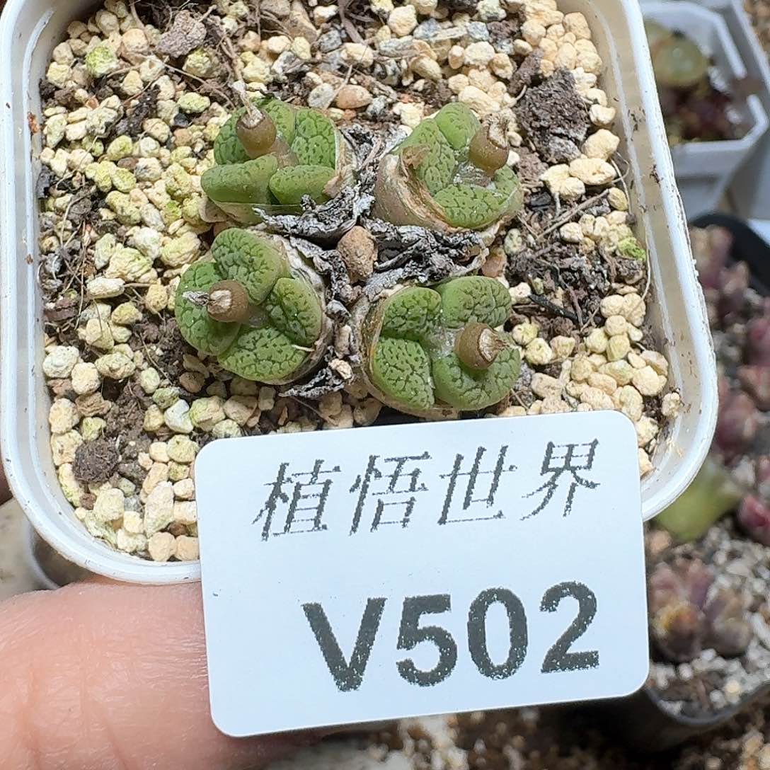 502号多肉植物哇f c