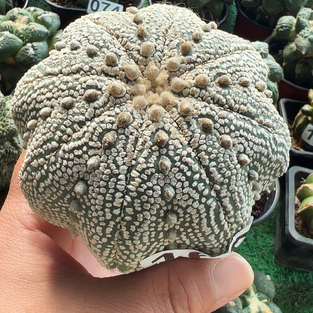 无花朵奇迹海星兜169