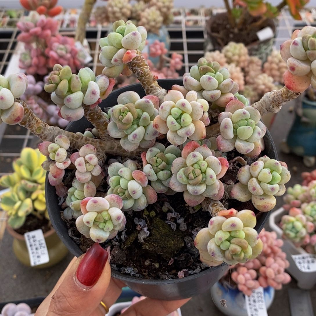 腰子罗琦371/12cm