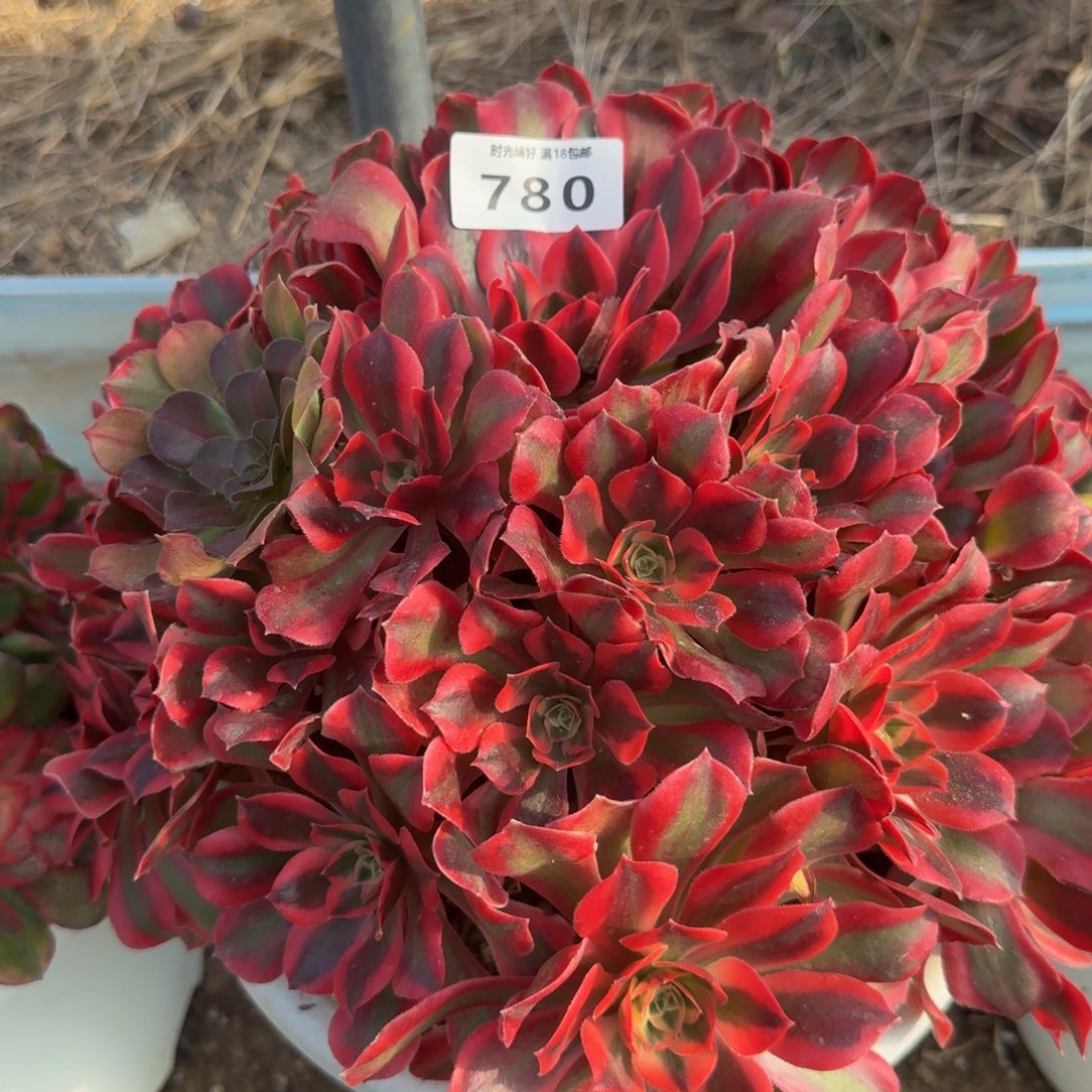 二***哈780多肉植物多肉植物