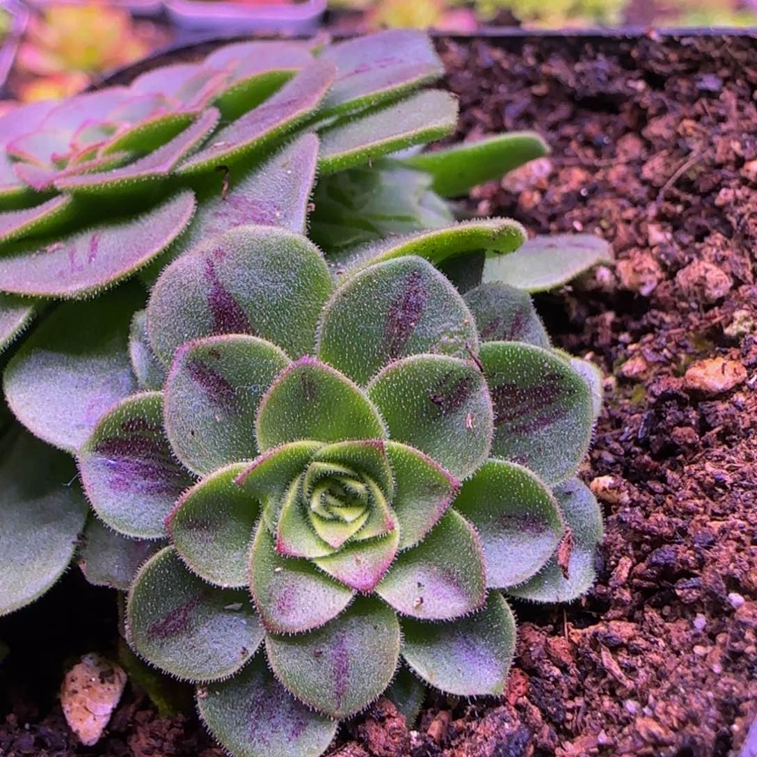 紫蓝心侧芽123535353535353